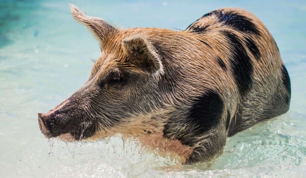Sognare cinghiale - significato dei sogni cinghiale