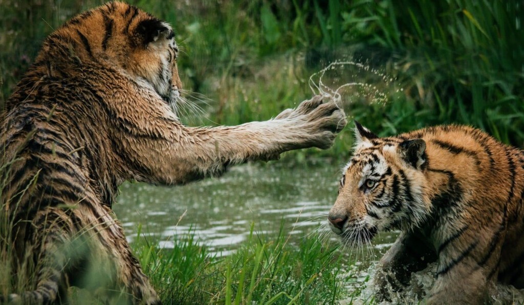 Sognare combattimento - significato dei sogni combattimento
