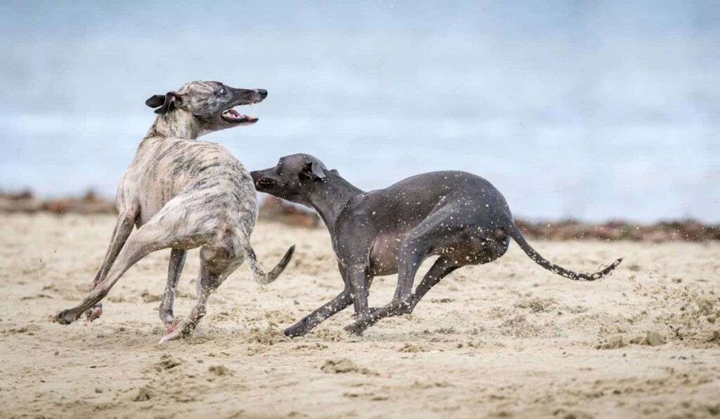 cane nero e grigio su sabbia marrone