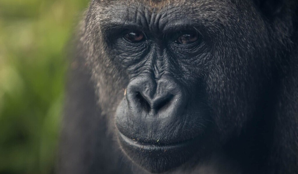 Sognare gorilla - significato dei sogni gorilla