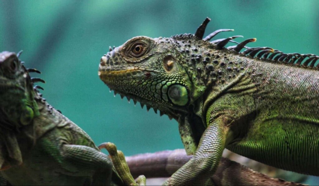Sognare iguana - significato dei sogni iguana