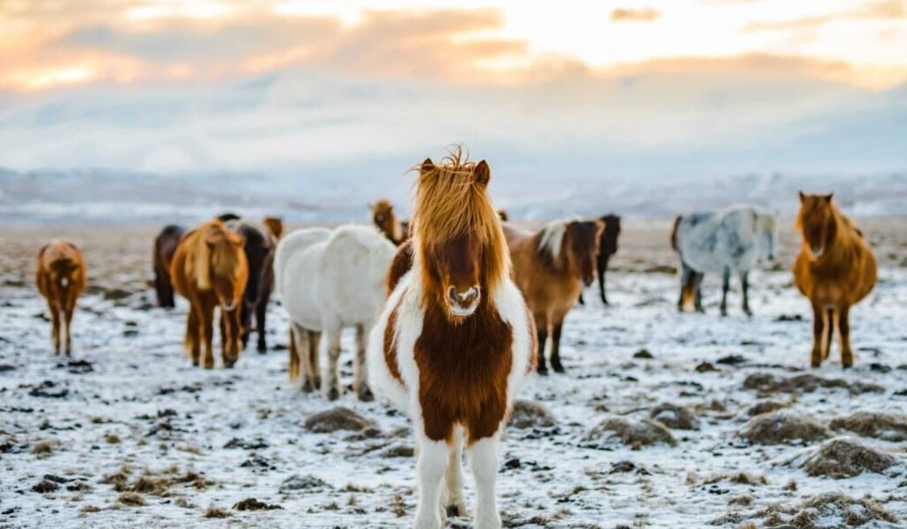 Sognare il campo di pony - significato del sogno campo di pony