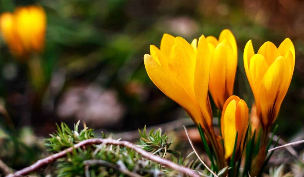 Sognare la primavera - significato dei sogni primavera