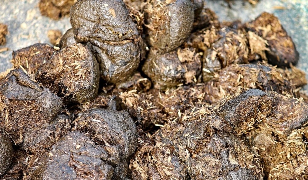 Sognare letame di cavallo - significato dei sogni letame di cavallo