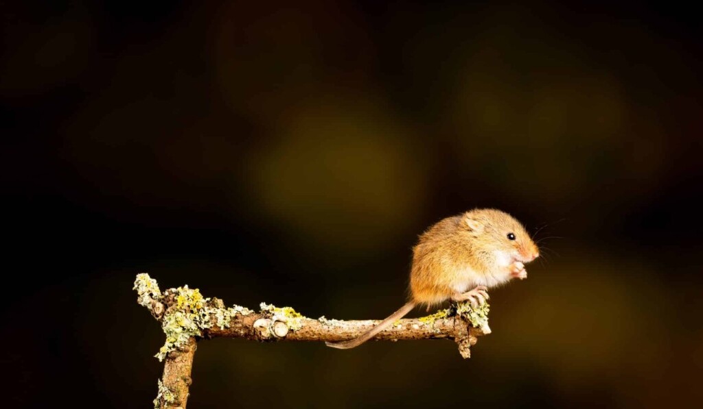 Sognare mouse - significato dei sogni mouse