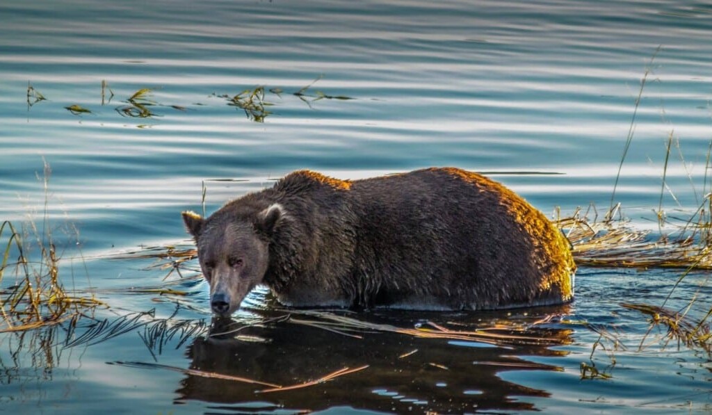 Sognare orso grizzly - significato dei sogni orso grizzly