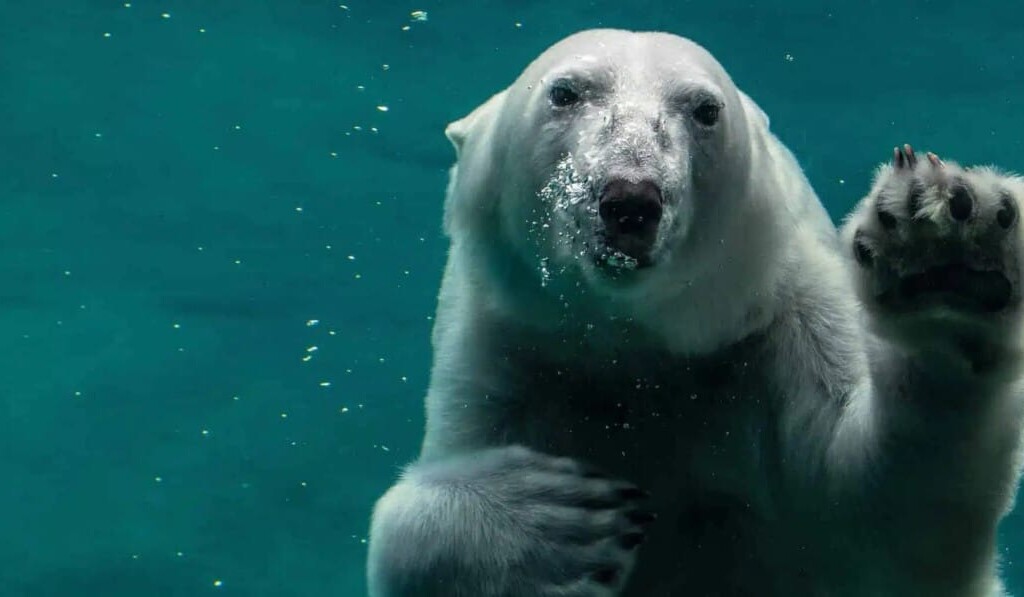 Sognare orso polare - significato dei sogni orso polare