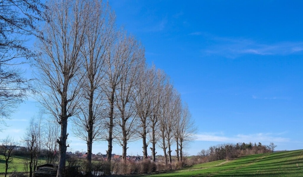 Sognare pioppo - significato dei sogni pioppo