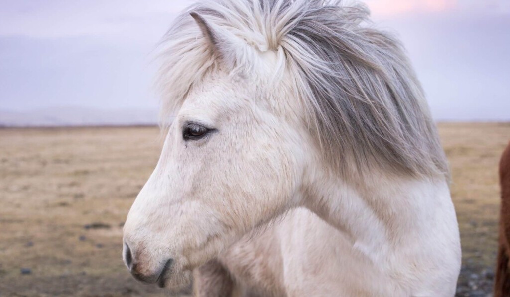 Sognare pony - significato dei sogni pony