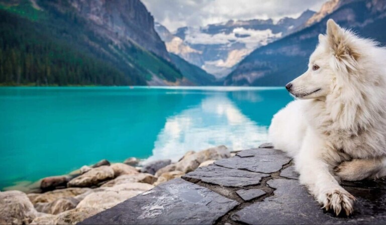 Sogni animali - significato dei sogni animali
