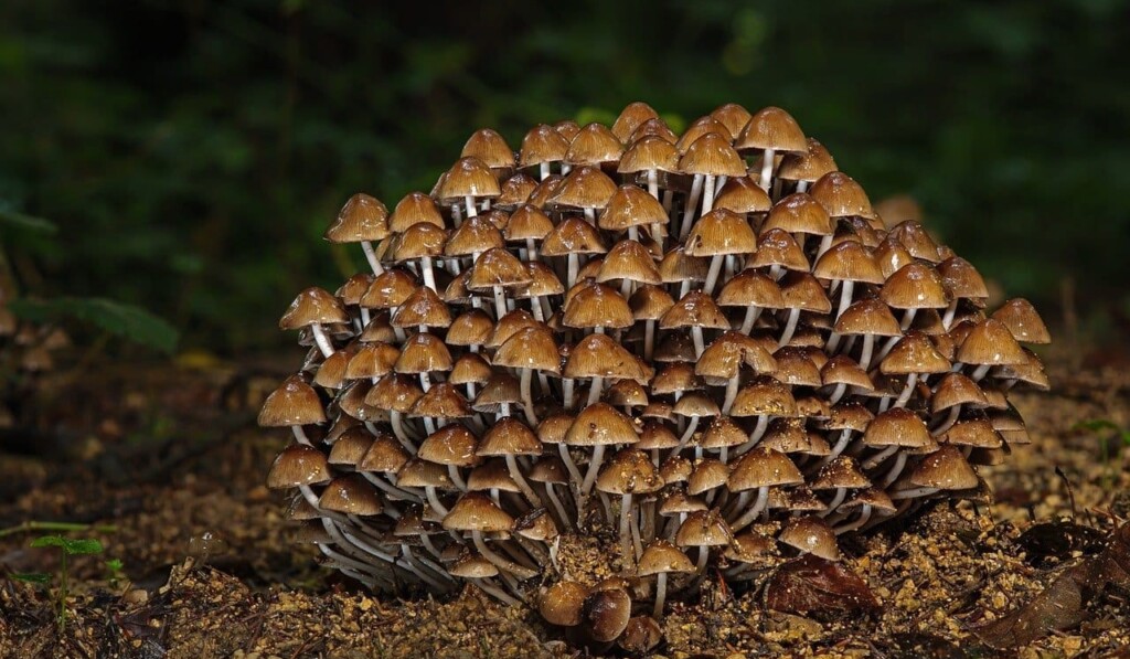funghi, bosco, autunno