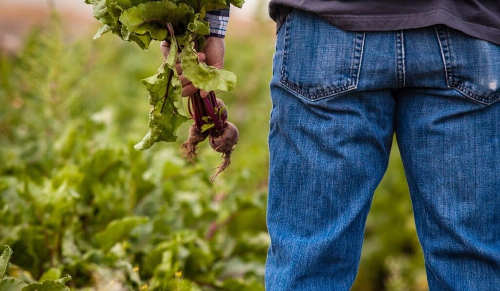 Sogno agricoltore - significato dei sogni agricoltore