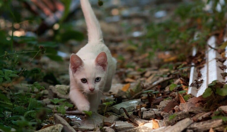 gatto che uccide, accomodante e stravagante