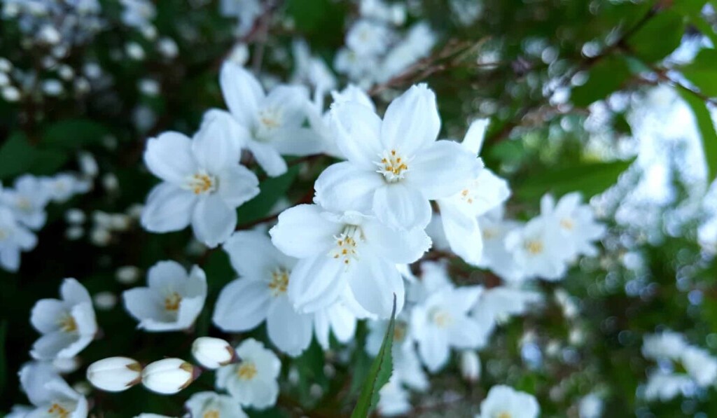 Sogno gelsomino - significato dei sogni gelsomino