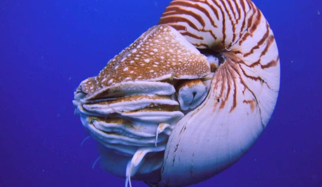 Sogno nautilus - significato dei sogni nautilus