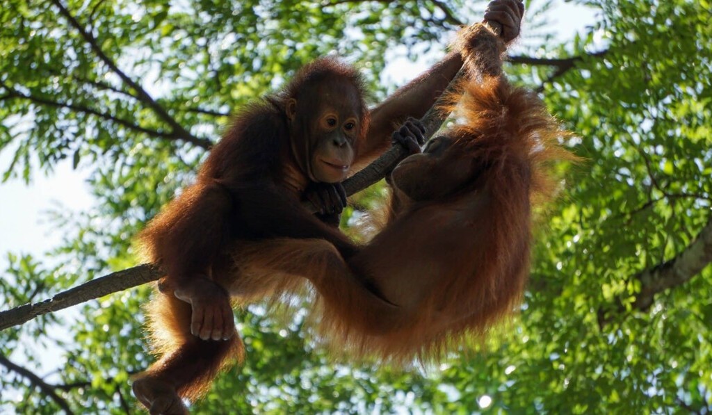 Sogno orang utan - significato dei sogni orang utan