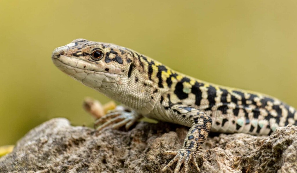 Sogno salamandra - significato dei sogni salamandra
