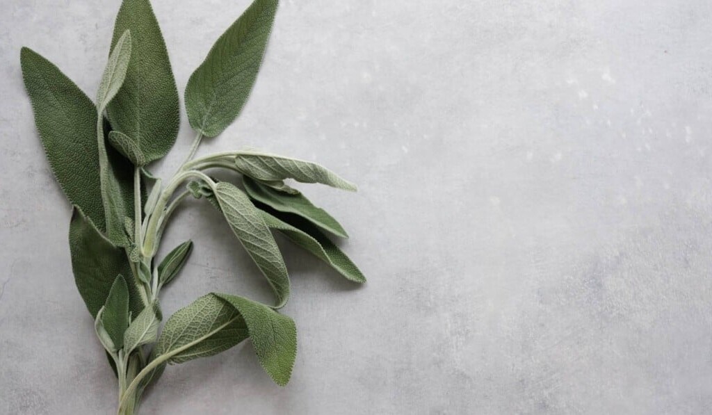 Sogno salvia - significato dei sogni salvia