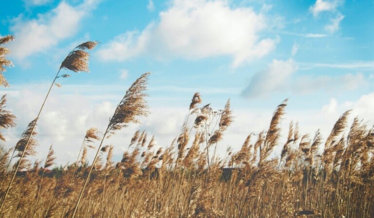Sogno zefiro (vento dell'ovest) - significato dei sogni zefiro (vento dell'ovest)