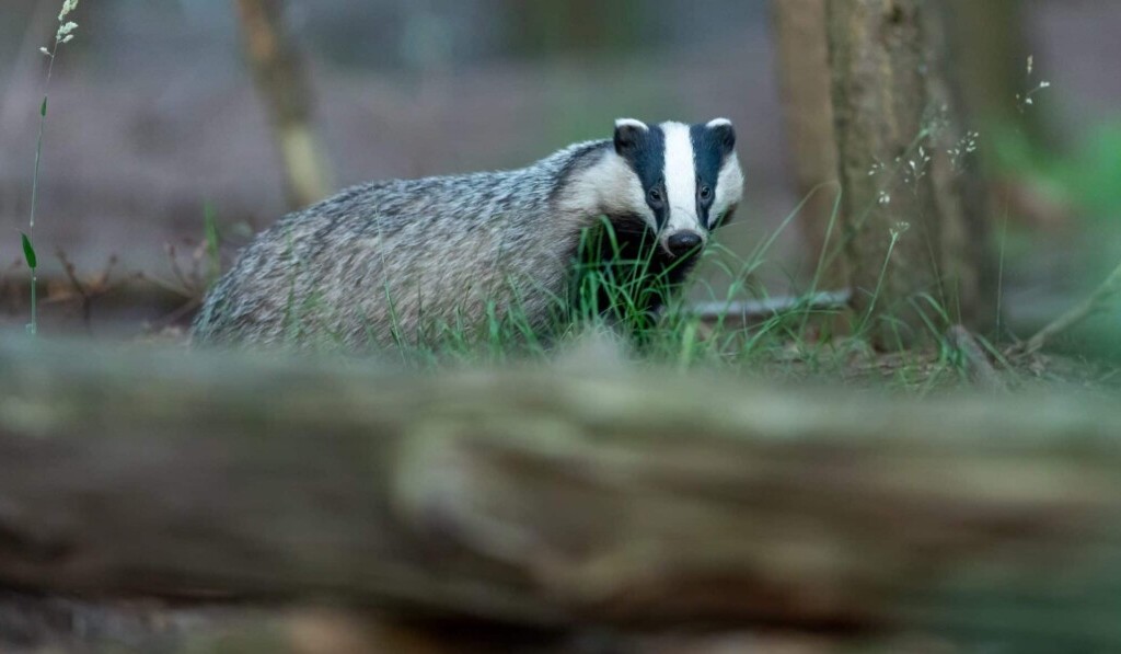tasso (animale)