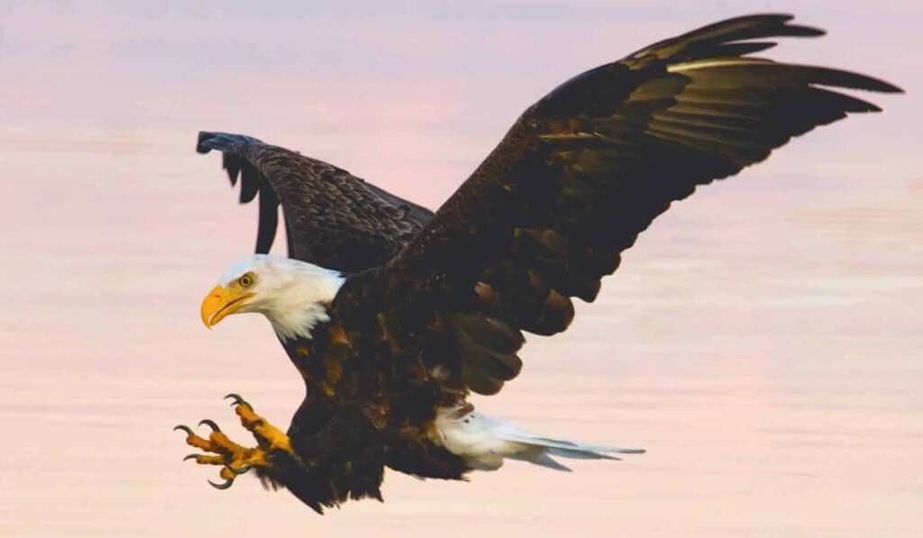 Traum Adler oder Eagle - Traum Bedeutung Adler oder Eagle