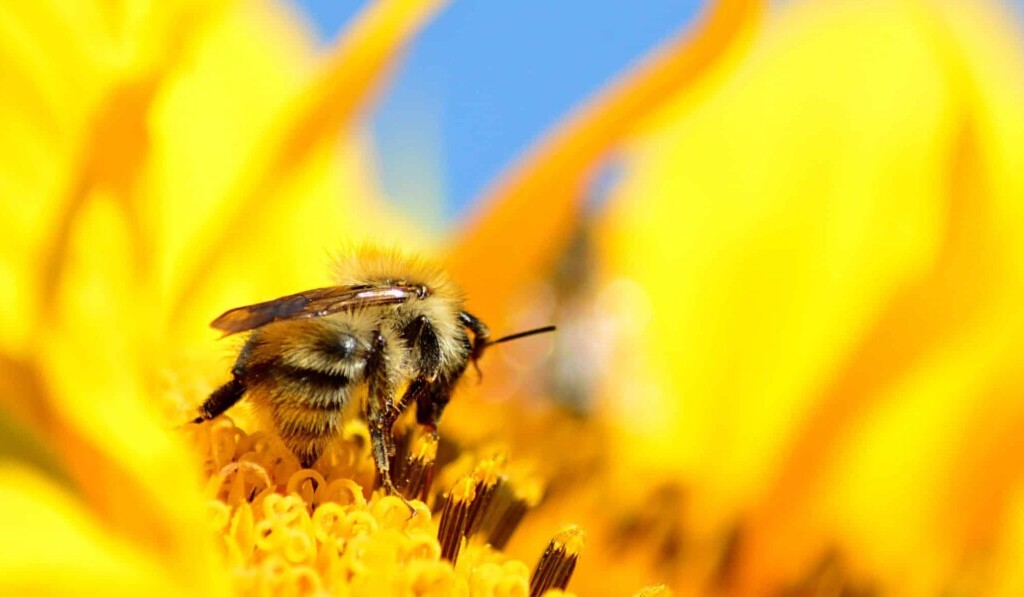 Traum Bienen - Traum Bedeutung Bienen
