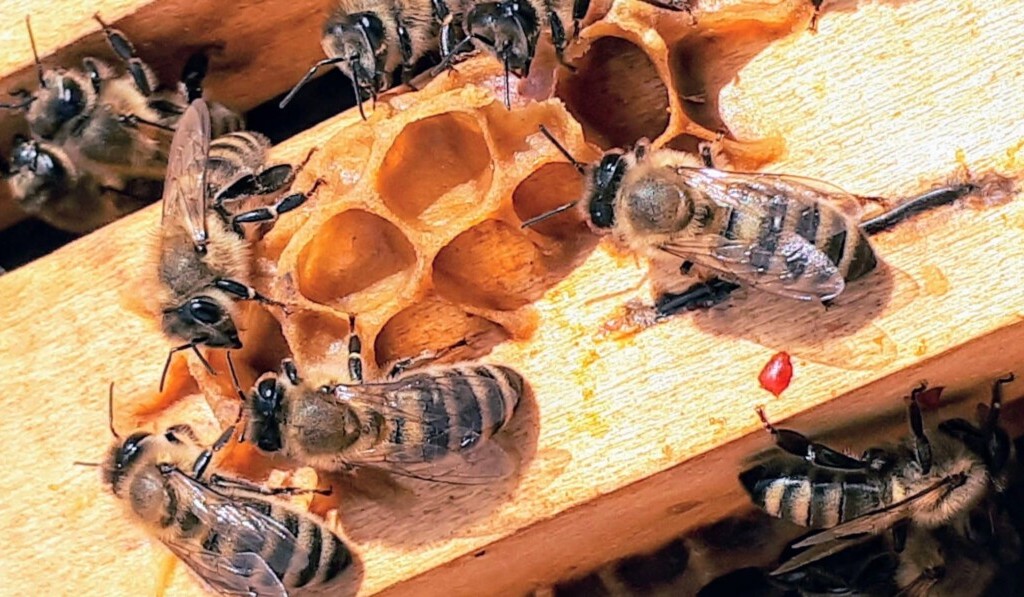 Traum Bienenstock - Traum Bedeutung Bienenstock