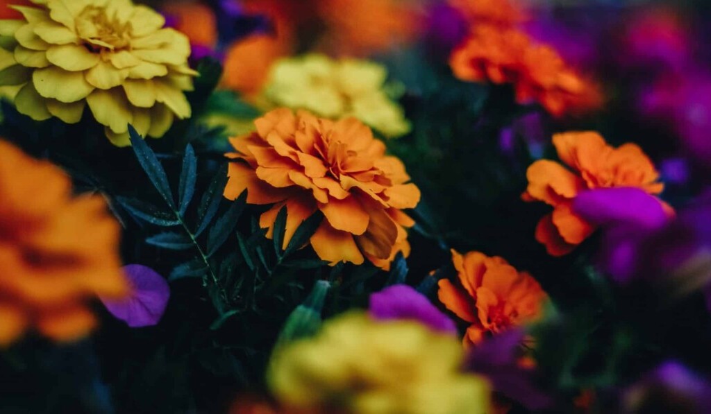 Traum Chrysantheme - Traum Bedeutung Chrysantheme
