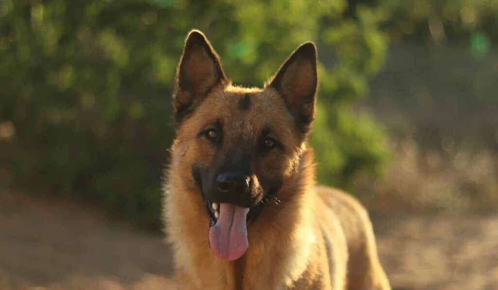 Traum Deutscher Schäferhund - Traum Bedeutung Deutscher Schäferhund