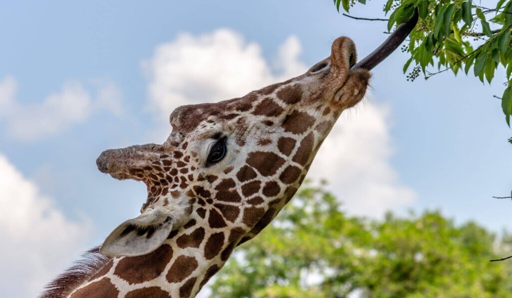 Traum Giraffe - Traum Bedeutung Giraffe