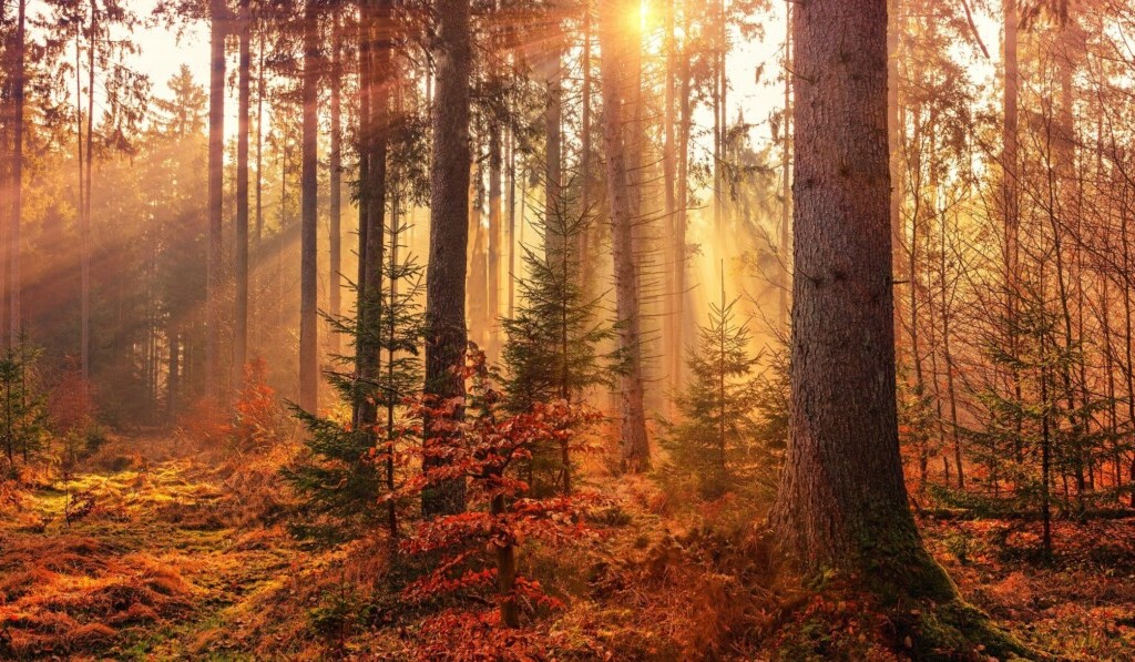 Traum Herbst - Traum Bedeutung Herbst
