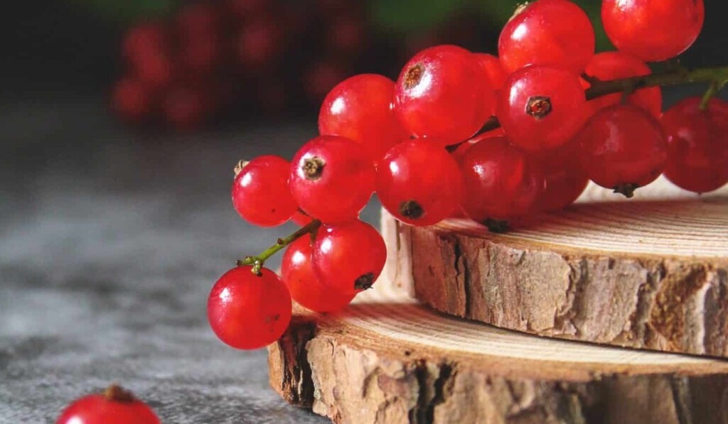 Traum Johannisbeeren - Traum Bedeutung Johannisbeeren