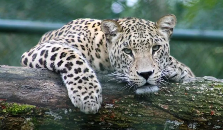 Traum Leopard - Traum Bedeutung Leopard
