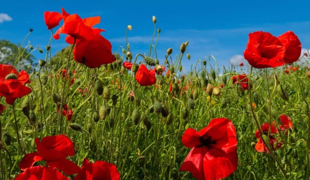 Traum Mohn - Traum Bedeutung Mohn