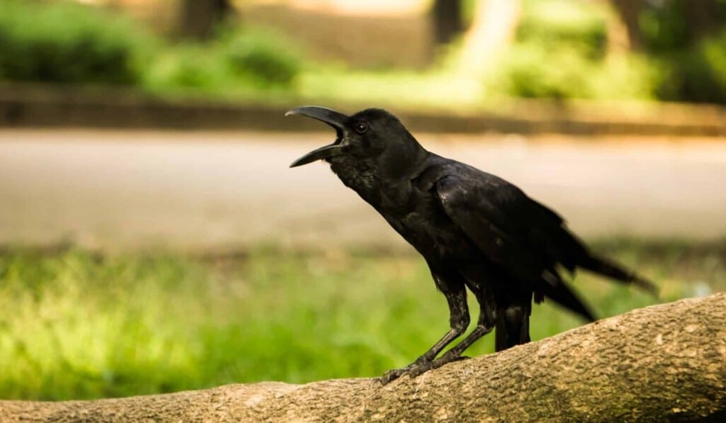 Saatkrähe (Vogel)