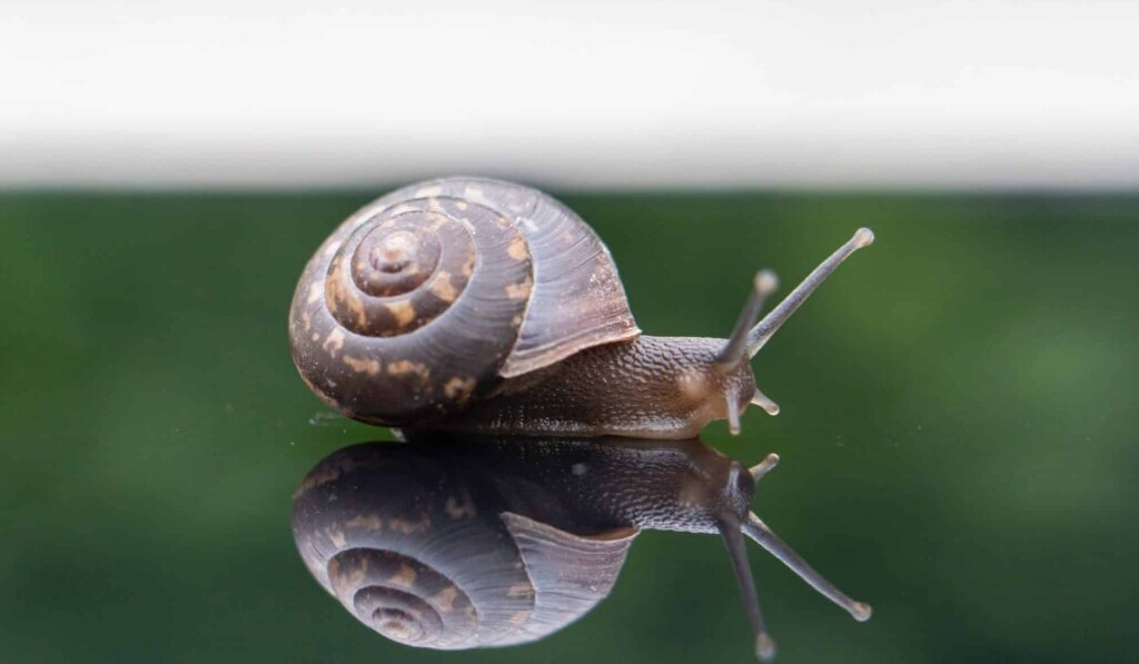 Traum Schnecke - Traum Bedeutung Schnecke