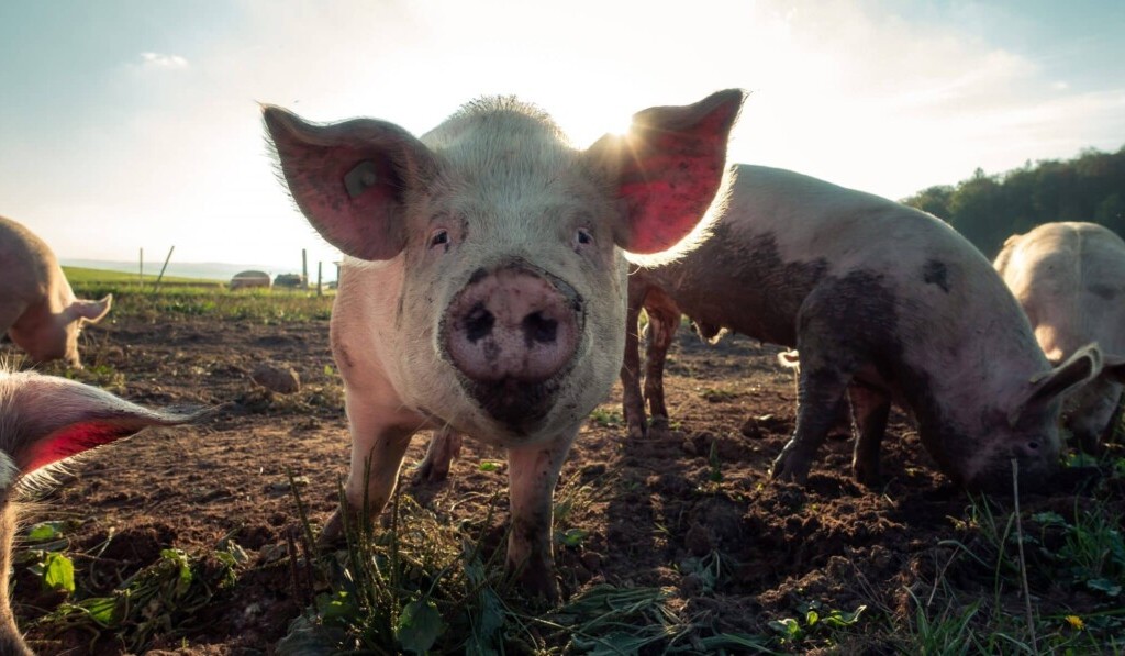 Traum Schwein - Traumbedeutung Schwein