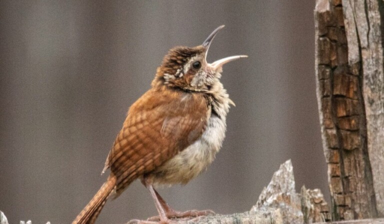Traum Singvogel - Traum Bedeutung Singvogel