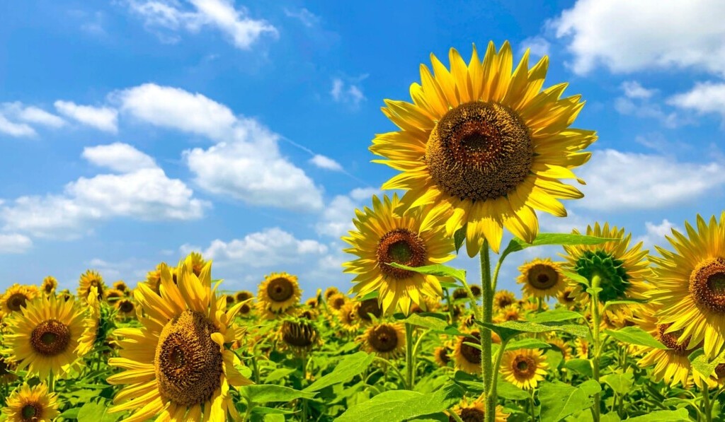 Traum Sonnenblume - Traum Bedeutung Sonnenblume