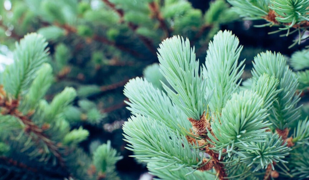 Traum Tannenbaum oder Tannenbaum - Traumbedeutung Tannenbaum oder Tannenbaum