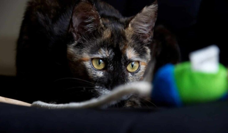 von Katze angegriffen