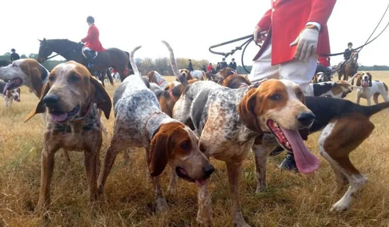 Traumhund - Traumbedeutung Jagdhund - Traumerklärung auf dreams.site