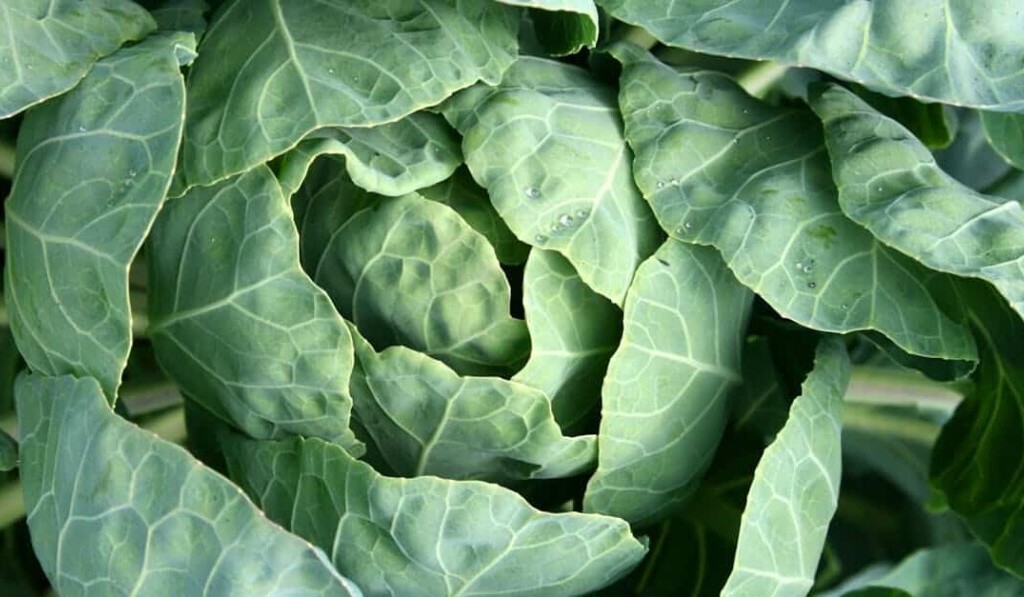 Traumkohl - Traumbedeutung Kohl - Traumdeutung auf dreams.site
