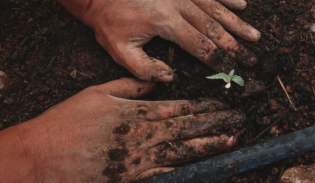 Visul plantează ceva - semnificația visului plantează ceva