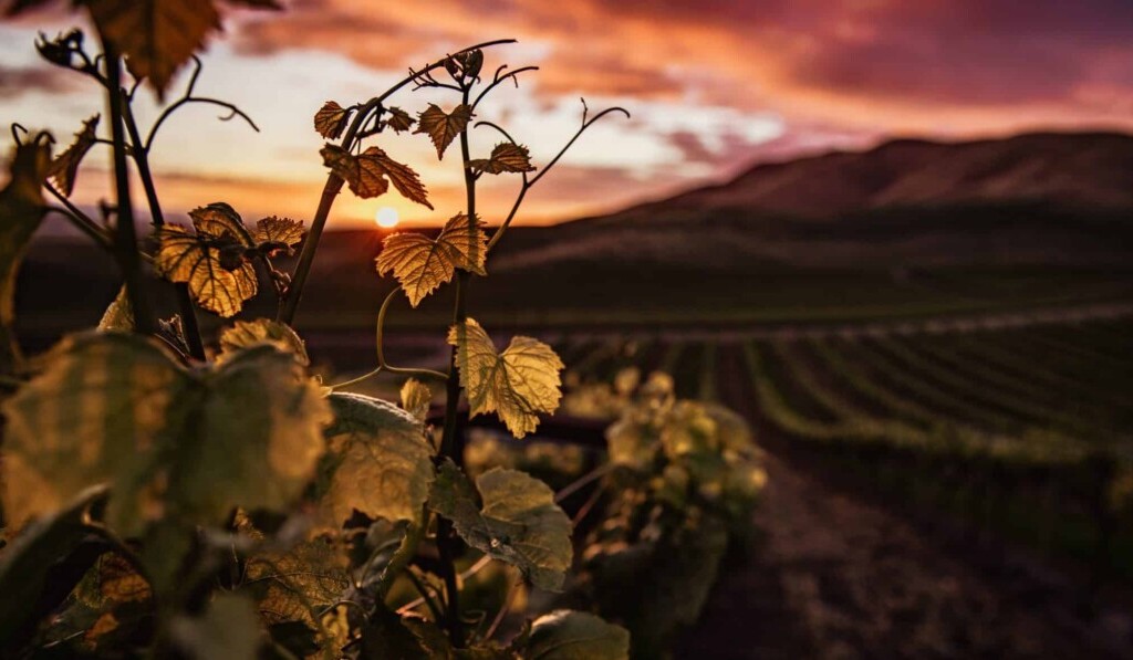 Weinernte