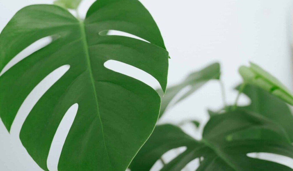 monstera