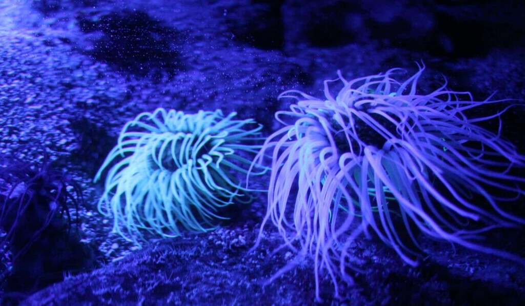 fluorescenčné