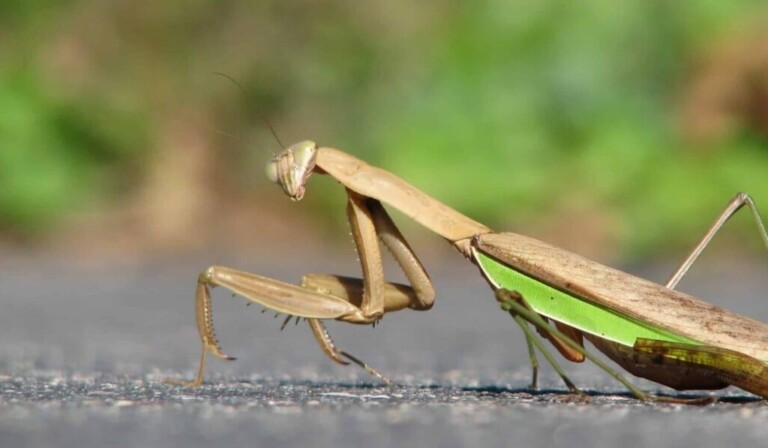 mantis