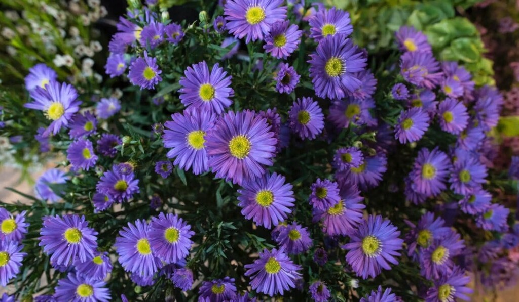 aster