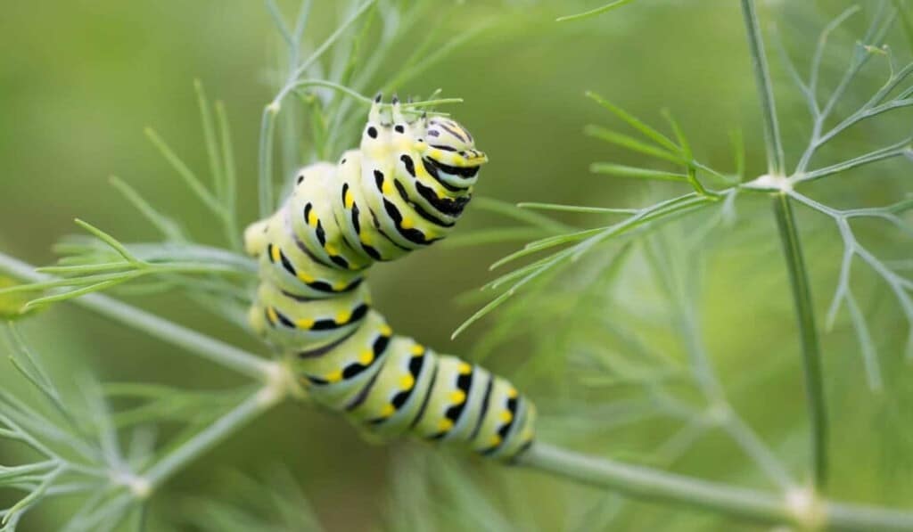omidă